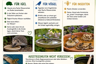 Mit Wasserschalen und Tränken das Leben von Igeln, Vögeln und Insekten retten