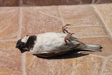 Erste Hilfe für Vögel mit einem Anflugtrauma - was tun, wenn ein Vogel gegen eine Scheibe geflogen ist?