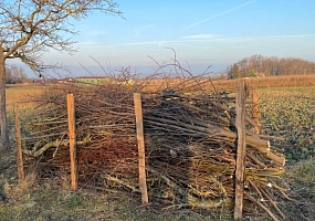 Kurze Benjeshecke zwischen Feldern im Elsass 2025 -- Foto: H. Spinnhirny