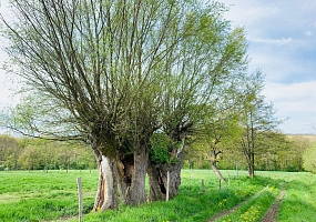 Kopfweiden als markante Landschaftselemente. 
