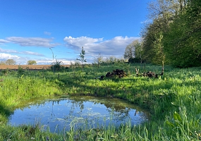 Anlage von Laichtümpeln und Kleingewässern für Amphibien