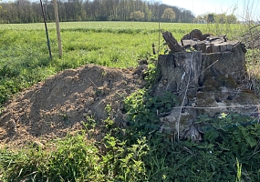 Offene Bodenstellen/ Lehmhügel als Nistplätze für Wildbienen