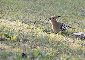 Wiedehopf bei der Nahrungssuche auf dem Boden  - Foto: pixabay