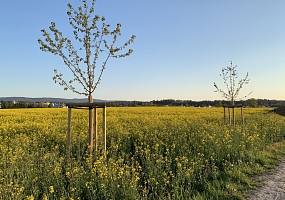 Agroforst Bäume im Acker