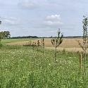 Patenschaftsurkunde