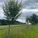 Patenschaftsurkunde