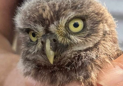 Walder-Preis der Hermann und Elisabeth Walder-Bachmann Stiftung (WBS) für das trinationale BirdLife-Steinkauzprogramm