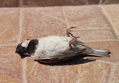 Erste Hilfe für Vögel mit einem Anflugtrauma - was tun, wenn ein Vogel gegen eine Scheibe geflogen ist?