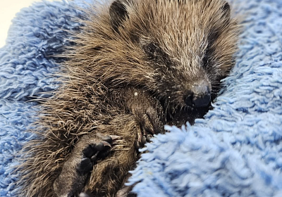 verhungerter Igel