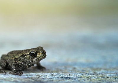Foto: Johannes Plenio, Pexels