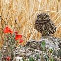 Foto: Patrick Weider