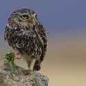 Foto: Patrick Weider