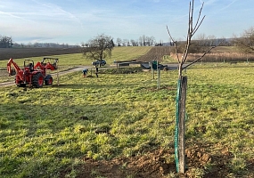 Neuanlage Streuobstwiese in F-Schwoben