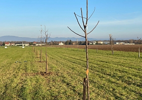 Obstbaumpflanzung 04<br>(20 Hochstämme)<br>F-68440 Schlierbach<br>Fam. K., 2024