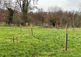 Obstbaumpflanzung 03<br>(6 Hochstämme)<br>F-68510 Helfrantzkirch<br>Ferme W., 2023