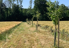 Obstbaumpflanzung 02<br>(50 Hochstämme)<br>F-68220 Ranspach le Haut<br>verschiedene Eigentümer, 2020-2025