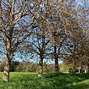 Anlage & Erhalt von Streuobstwiesen (Obstgärten)