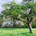 Anlage & Erhalt von Streuobstwiesen (Obstgärten)