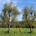 Anlage & Erhalt von Streuobstwiesen (Obstgärten)