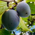 Anlage & Erhalt von Streuobstwiesen (Obstgärten)