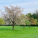 Anlage & Erhalt von Streuobstwiesen (Obstgärten)
