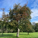Anlage & Erhalt von Streuobstwiesen (Obstgärten)