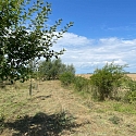 Anlage & Erhalt von Streuobstwiesen (Obstgärten)