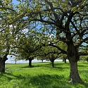 Anlage & Erhalt von Streuobstwiesen (Obstgärten)