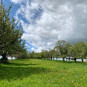 Anlage & Erhalt von Streuobstwiesen (Obstgärten)