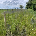 Neuntöter in Brachfläche