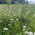 Ranspach le Haut
