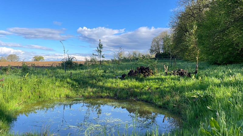Anlage von Laichtümpeln und Kleingewässern für Amphibien