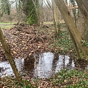Anlage von Laichtümpeln und Kleingewässern für Amphibien