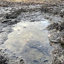 Anlage von Laichtümpeln und Kleingewässern für Amphibien