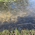 Anlage von Laichtümpeln und Kleingewässern für Amphibien