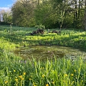 Anlage von Laichtümpeln und Kleingewässern für Amphibien