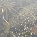 Anlage von Laichtümpeln und Kleingewässern für Amphibien
