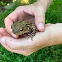 Anlage von Laichtümpeln und Kleingewässern für Amphibien