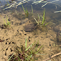 Anlage von Laichtümpeln und Kleingewässern für Amphibien