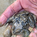 Anlage von Laichtümpeln und Kleingewässern für Amphibien