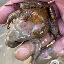 Anlage von Laichtümpeln und Kleingewässern für Amphibien