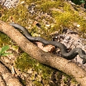 Anlage von Laichtümpeln und Kleingewässern für Amphibien