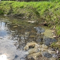 Anlage von Laichtümpeln und Kleingewässern für Amphibien