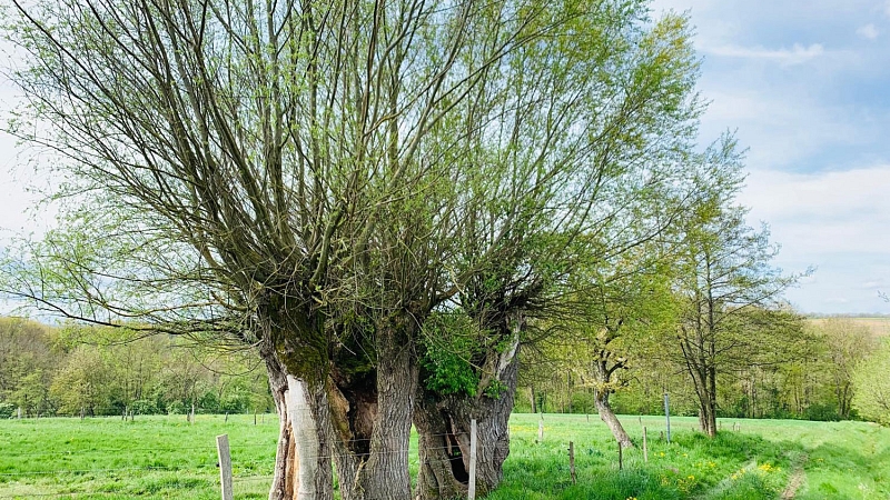 Kopfweiden als markante Landschaftselemente. 