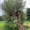 Kopfweiden als markante Landschaftselemente. 