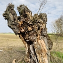 Kopfweiden als markante Landschaftselemente. 