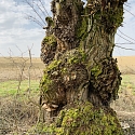 Kopfweiden als markante Landschaftselemente. 