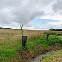 Kopfweiden als markante Landschaftselemente. 