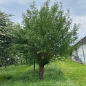Kopfweiden als markante Landschaftselemente. 