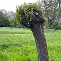Kopfweiden als markante Landschaftselemente. 